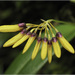 Bulbophyllum retusiusculum - Photo (c) 周業偉, algunos derechos reservados (CC BY-NC), subido por 周業偉