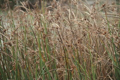 Schoenoplectus litoralis