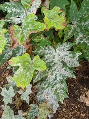 Phyllactinia marissalii