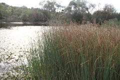 Schoenoplectus litoralis