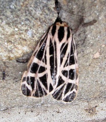 Apantesis parthenice