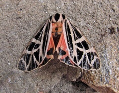 Apantesis parthenice