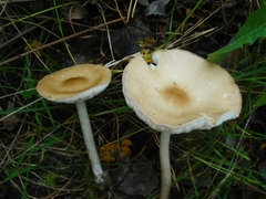 Melanoleuca strictipes