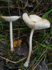 Melanoleuca strictipes