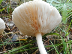 Melanoleuca strictipes