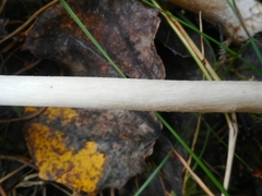 Melanoleuca strictipes