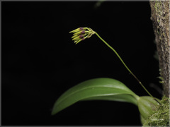 Bulbophyllum retusiusculum
