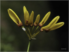 Bulbophyllum retusiusculum