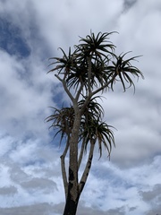 Aloidendron barberae
