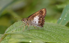 Sovia hyrtacus