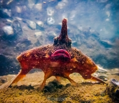 Ogcocephalus vespertilio