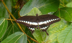 Papilio liomedon