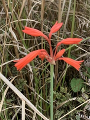 Cyrtanthus brachyscyphus