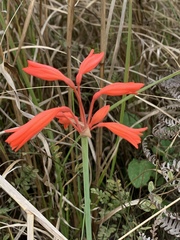 Cyrtanthus brachyscyphus