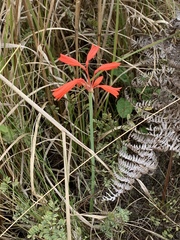 Cyrtanthus brachyscyphus
