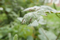 Platycheirus albimanus