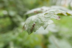 Platycheirus albimanus