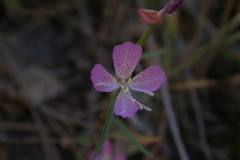 Clarkia bottae