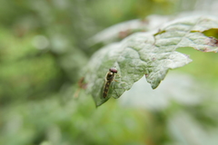 Platycheirus albimanus