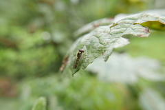 Platycheirus albimanus