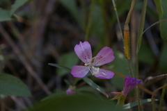 Clarkia bottae