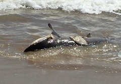 Carcharhinus limbatus