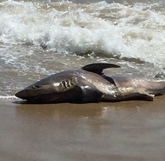 Carcharhinus limbatus