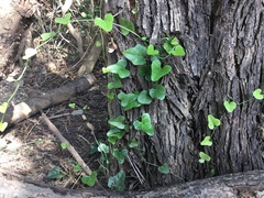 Smilax aristolochiifolia