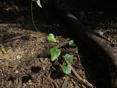 Smilax aristolochiifolia