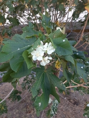 Dombeya acutangula