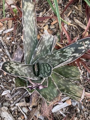 Gasteria bicolor