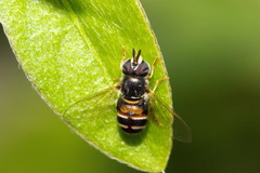 Paragus crenulatus