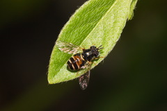 Paragus crenulatus