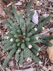 Euphorbia inermis