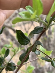 Canthium spinosum