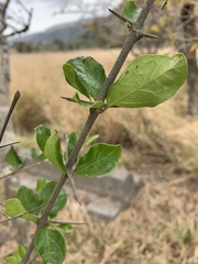 Canthium spinosum
