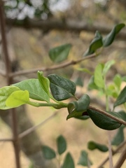 Canthium spinosum