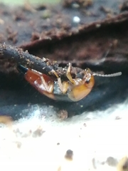 Tachyporus obtusus