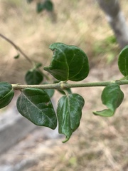 Canthium spinosum