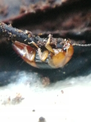 Tachyporus obtusus