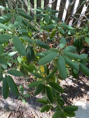 Rhododendron