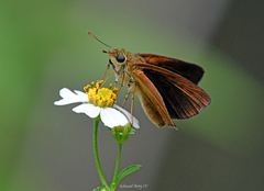 Euphyes dukesi calhouni