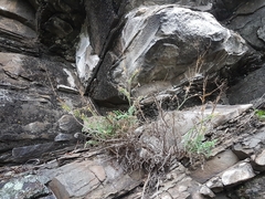Smelowskia alba