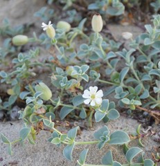 Silene uniflora thorei