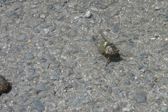 Cryptotympana facialis