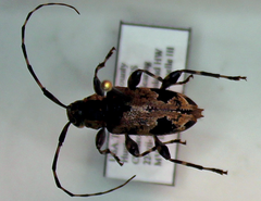 Graphisurus triangulifer