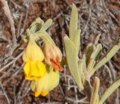Hermannia odorata