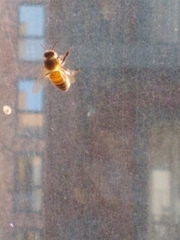 Apis mellifera