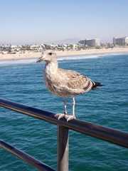 Larus occidentalis