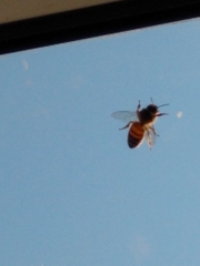 Apis mellifera
